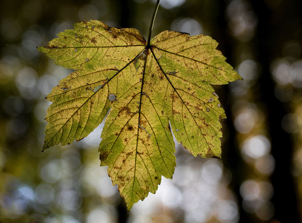 4711 Blatt-16X_4064-1-Kopie.jpg